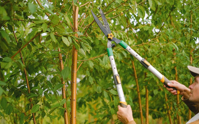 Tree trimming in Chillicothe, IL